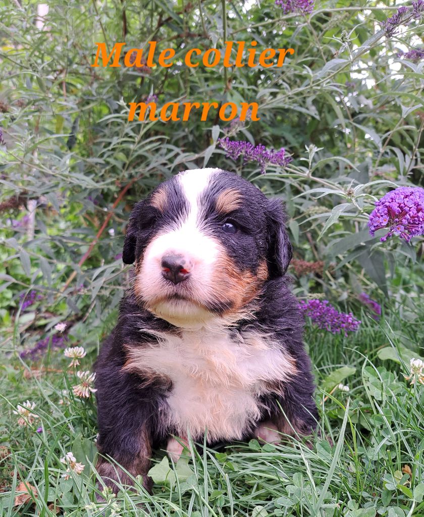 Du Domaine De Bakadit - Chiots disponibles - Bouvier Bernois
