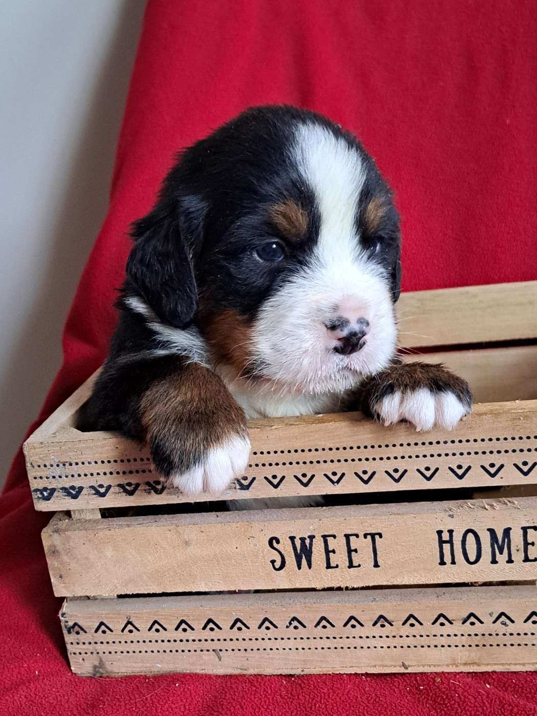 Du Domaine De Bakadit - Chiots disponibles - Bouvier Bernois