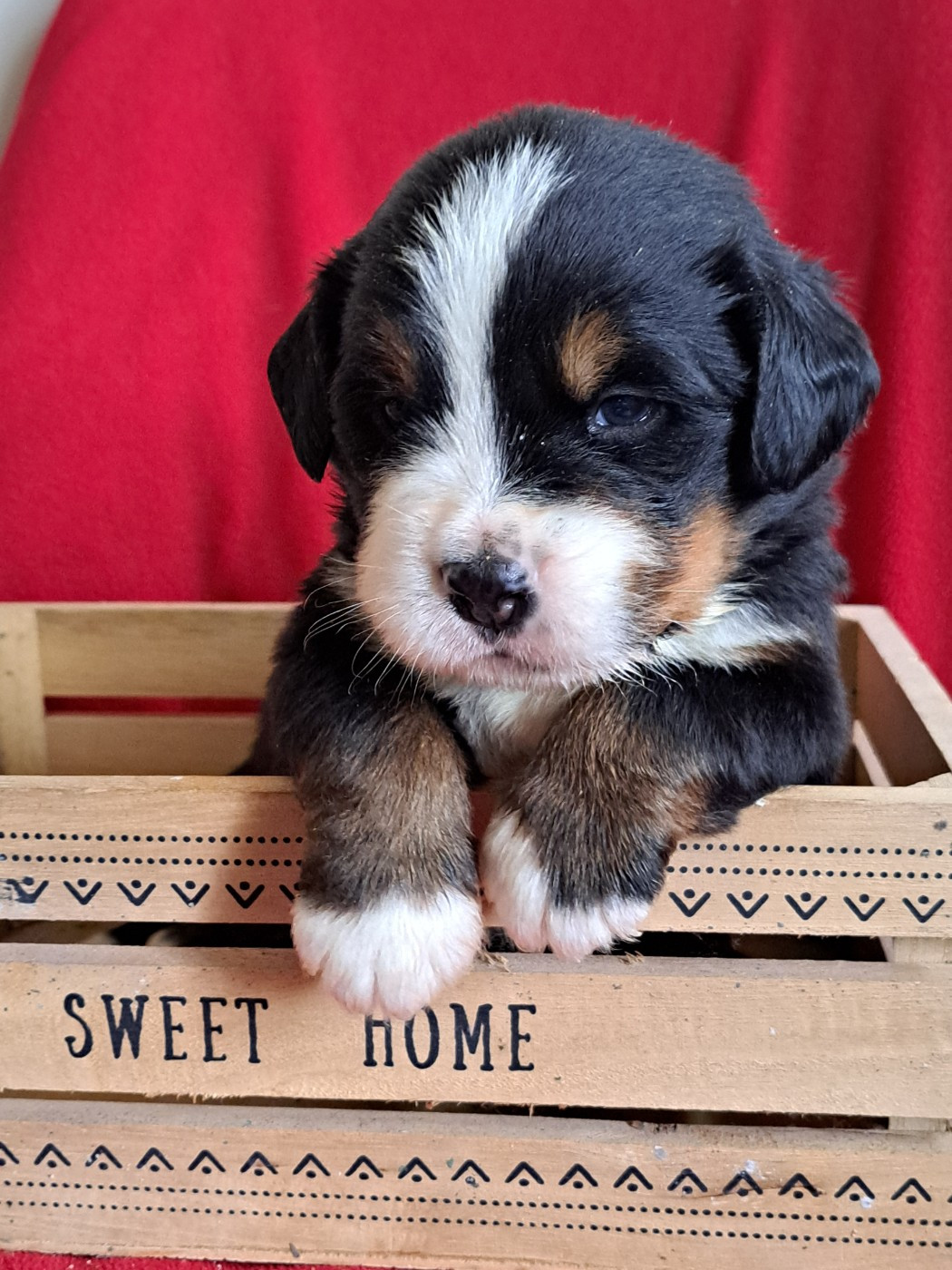 Du Domaine De Bakadit - Chiots disponibles - Bouvier Bernois