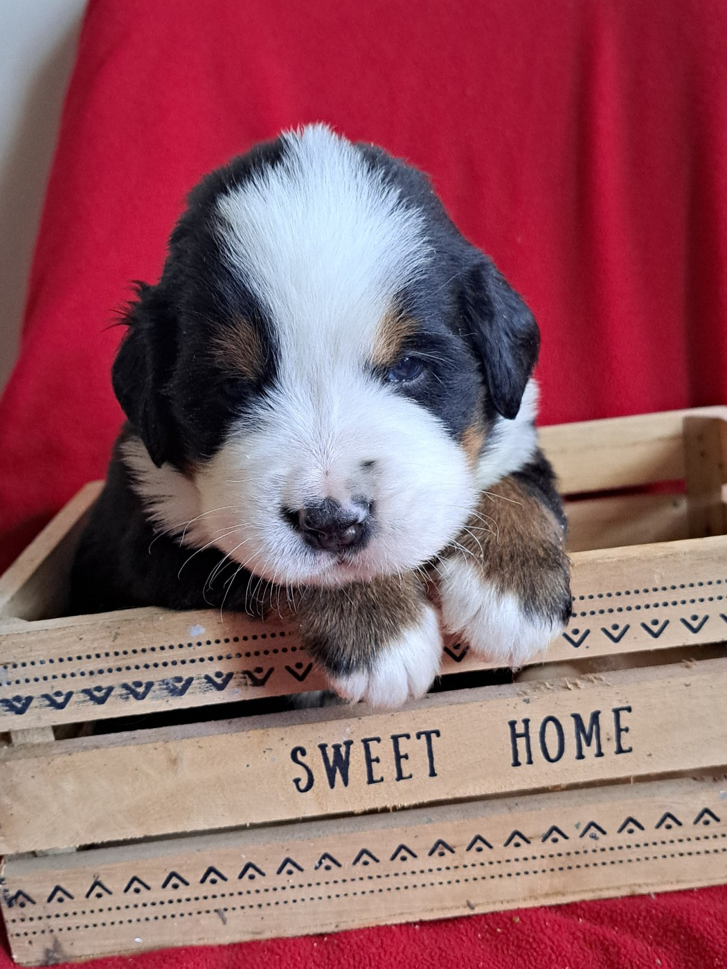 Du Domaine De Bakadit - Chiots disponibles - Bouvier Bernois