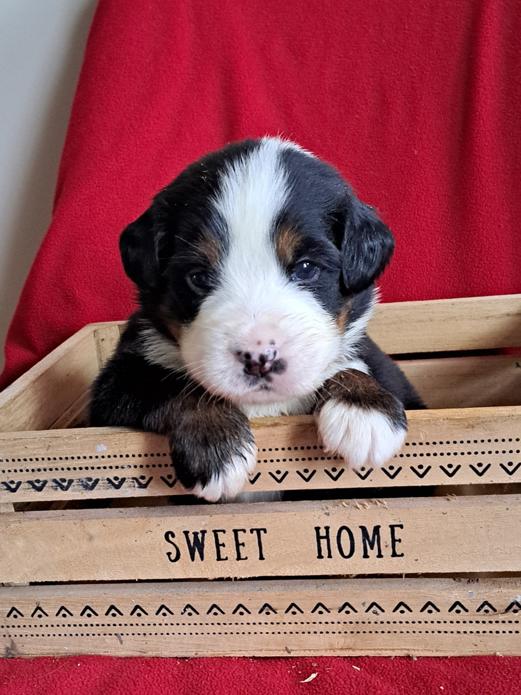 Du Domaine De Bakadit - Chiots disponibles - Bouvier Bernois