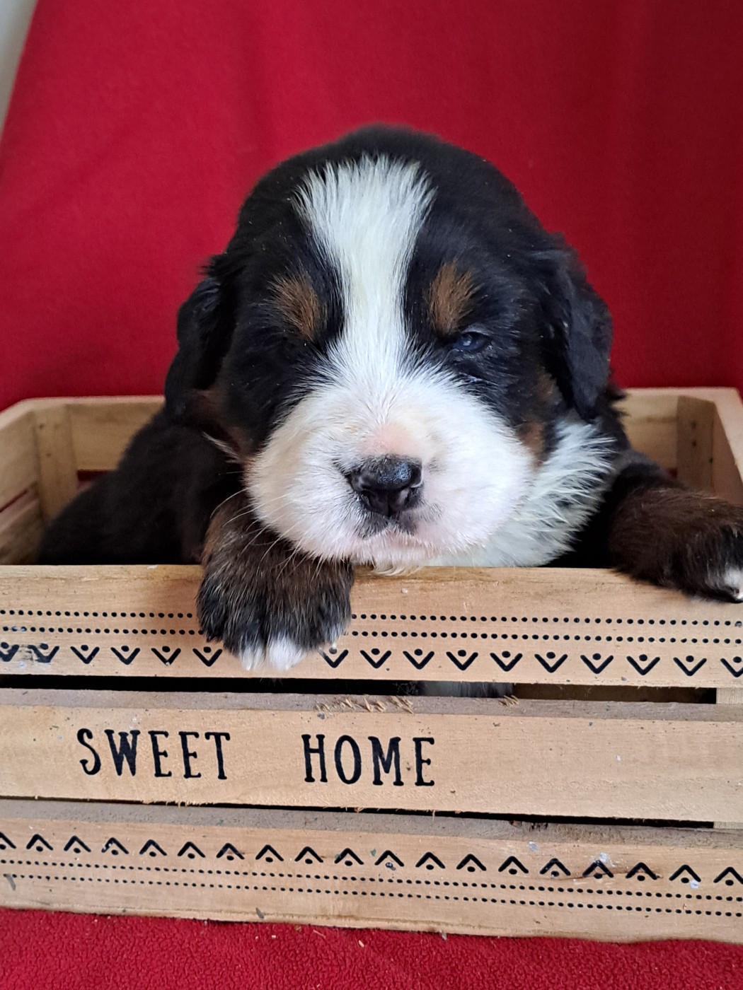 Du Domaine De Bakadit - Chiots disponibles - Bouvier Bernois