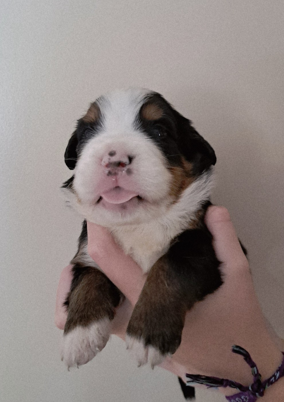Du Domaine De Bakadit - Chiots disponibles - Bouvier Bernois