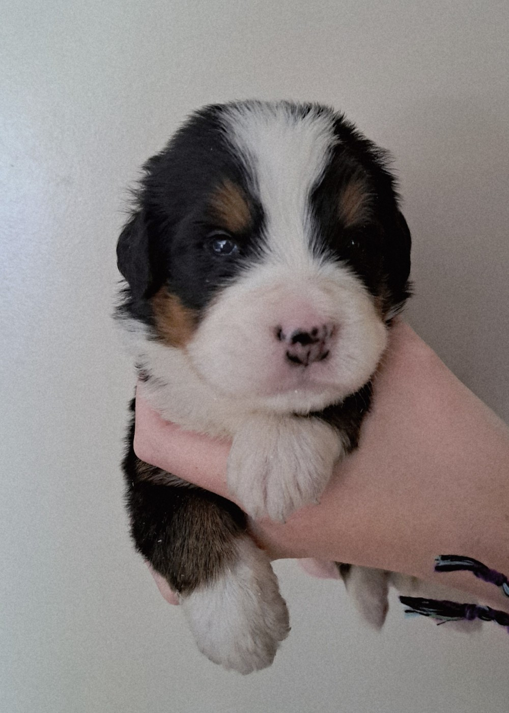 Du Domaine De Bakadit - Chiots disponibles - Bouvier Bernois