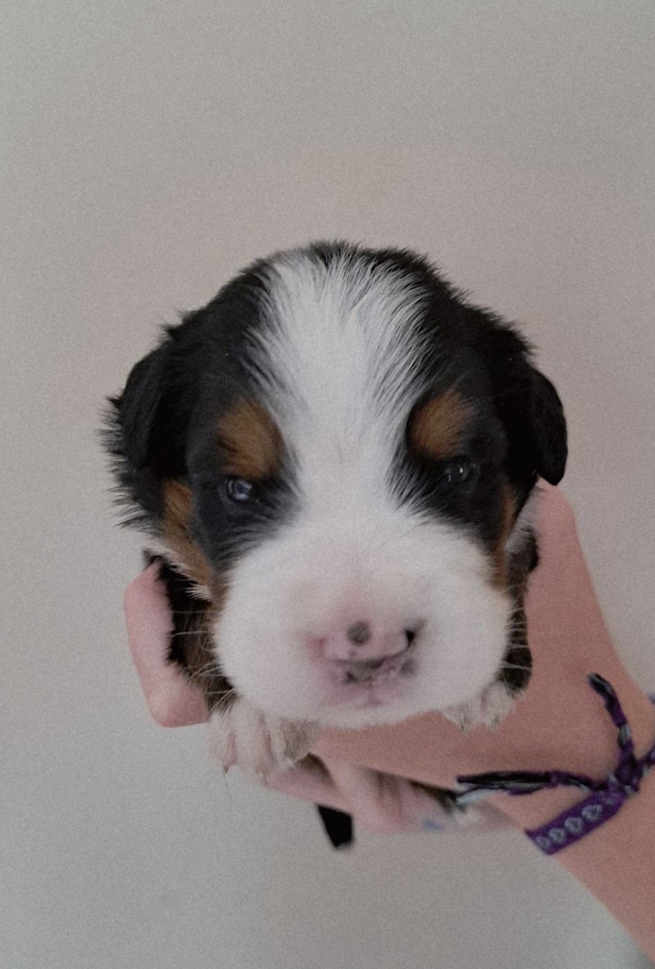 Du Domaine De Bakadit - Chiots disponibles - Bouvier Bernois