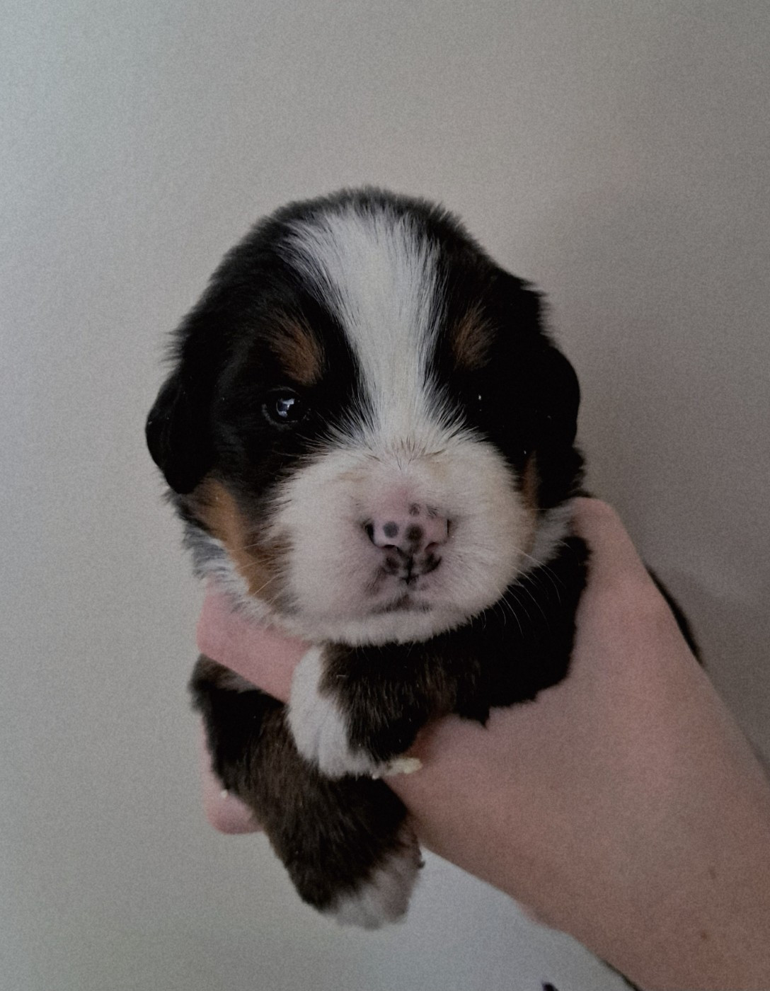 Du Domaine De Bakadit - Chiots disponibles - Bouvier Bernois