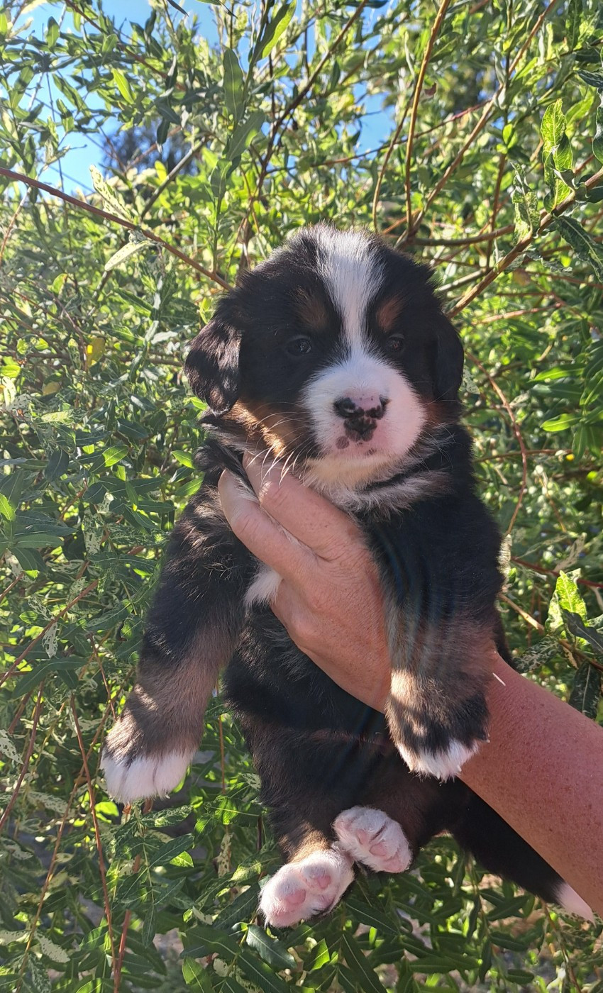 Du Domaine De Bakadit - Chiots disponibles - Bouvier Bernois