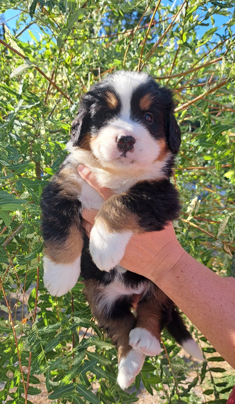 Du Domaine De Bakadit - Chiots disponibles - Bouvier Bernois
