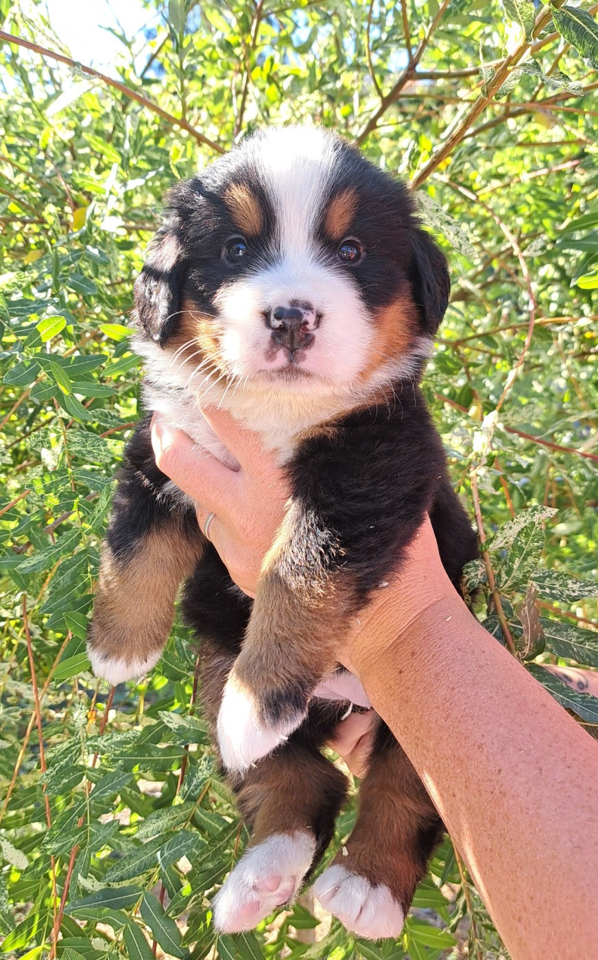 Du Domaine De Bakadit - Chiots disponibles - Bouvier Bernois