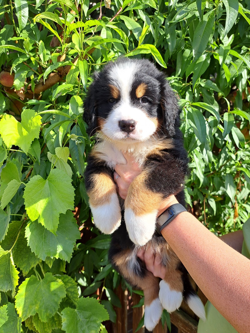 Du Domaine De Bakadit - Chiots disponibles - Bouvier Bernois