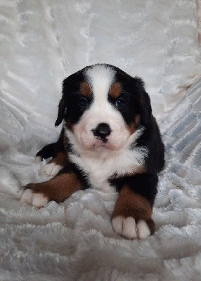 CHIOT collier blanc