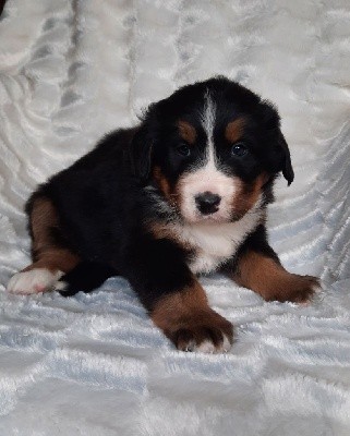 CHIOT sans collier