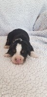 CHIOT jaune