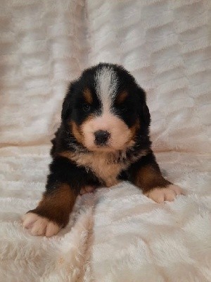 CHIOT collier blanc
