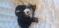 CHIOT sans collier Percée