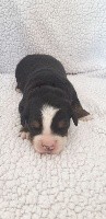 CHIOT violet