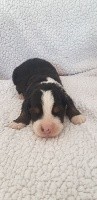 CHIOT tache blanche