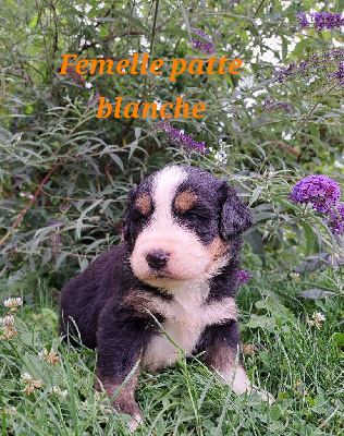Femelle patte blanche