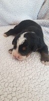 CHIOT sans collier 