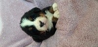 CHIOT collier noire 