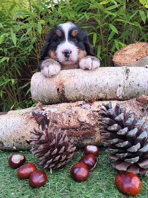 CHIOT marron