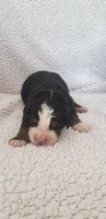CHIOT bleu