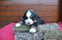"oreo" sans collier