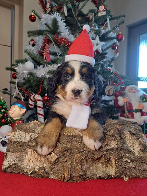 CHIOT sans collier