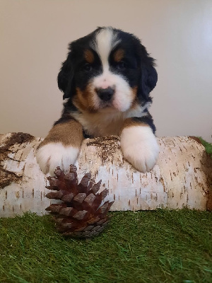 CHIOT bleu