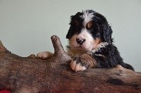 owen