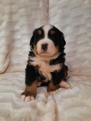 CHIOT