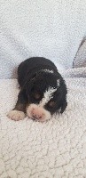 CHIOT orange