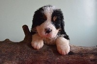 Chiot collier jaune