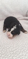CHIOT sans collier