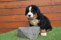 Newton
