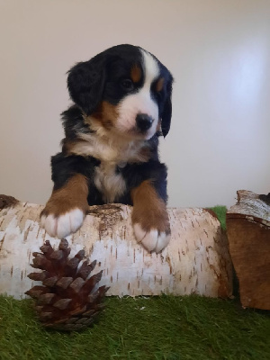 CHIOt violet