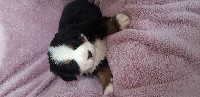 CHIOT sans collier 