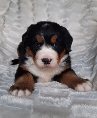 CHIOT collier noire