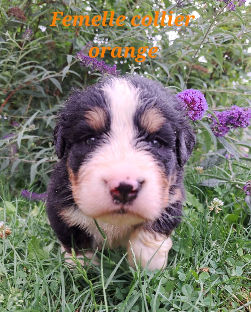 Du Domaine De Bakadit - Chiots disponibles - Bouvier Bernois