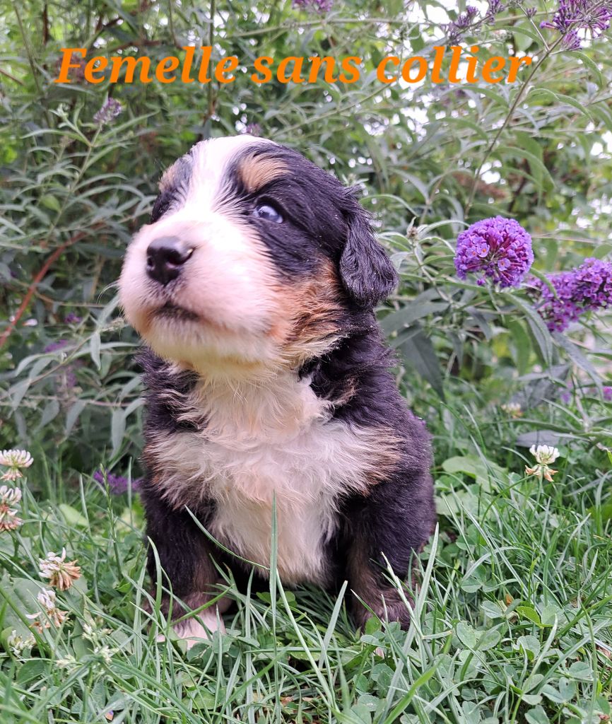 Du Domaine De Bakadit - Chiots disponibles - Bouvier Bernois