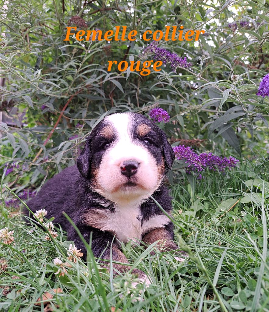 Du Domaine De Bakadit - Chiots disponibles - Bouvier Bernois